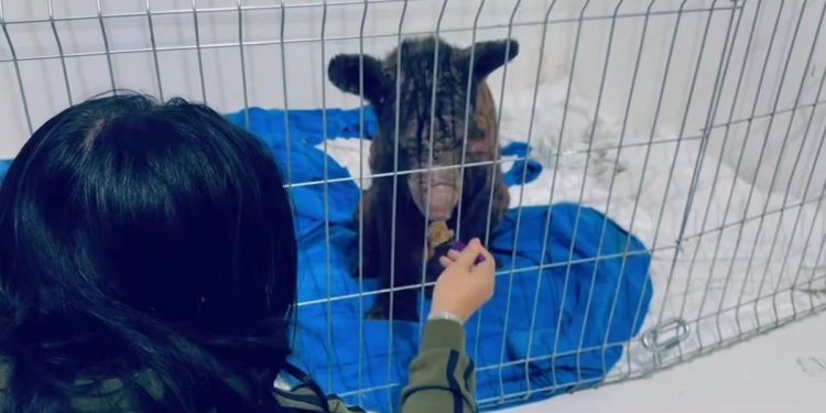 Así luce Mina, la osa rescatada del zoológico La Pastora en Nuevo León