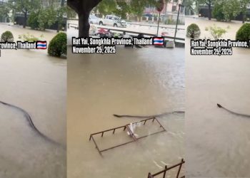 Captan ENORME SERPIENTE en calles de Tailandia tras las fuertes lluvias