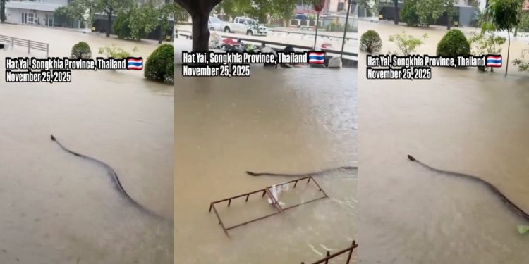 Captan ENORME SERPIENTE en calles de Tailandia tras las fuertes lluvias