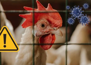 Estados Unidos confirma la primera muerte humana por gripe aviar H5N5