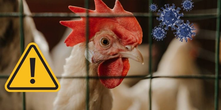 Estados Unidos confirma la primera muerte humana por gripe aviar H5N5