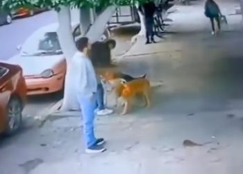 Pareja abandona a perrito a sólo 24 horas de haberlo adoptado