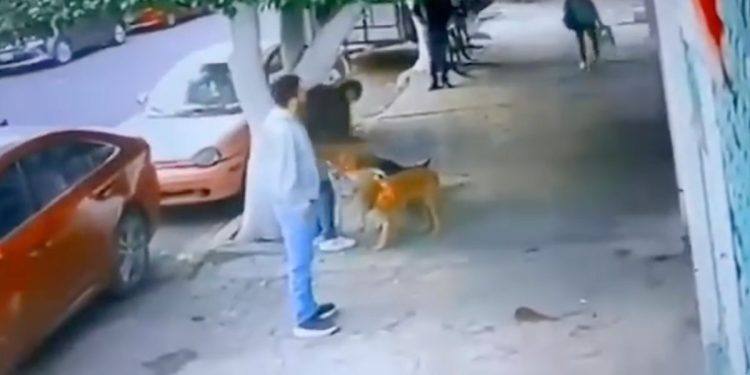 Pareja abandona a perrito a sólo 24 horas de haberlo adoptado