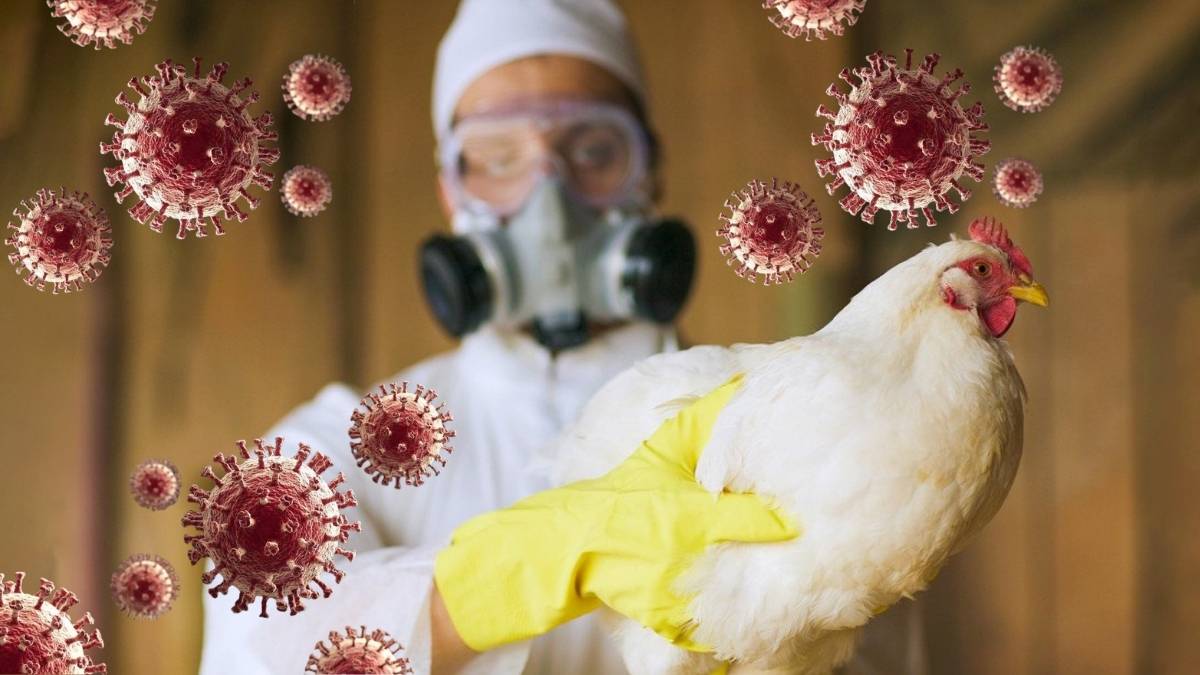 Primer caso humano documentado de gripe aviar H5N5