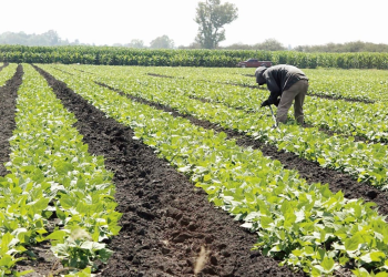 Falsos gestores regularizar concesiones de agua: evite fraudes y extorsión en trámites ante Conagua – Guía esencial para productores agrícolas