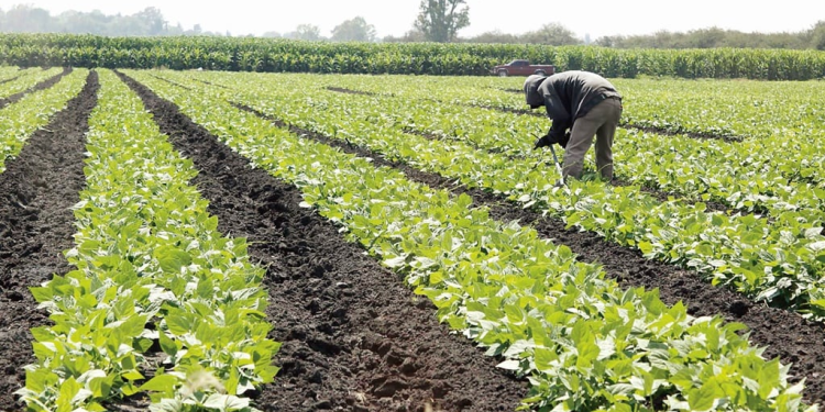 Falsos gestores regularizar concesiones de agua: evite fraudes y extorsión en trámites ante Conagua – Guía esencial para productores agrícolas