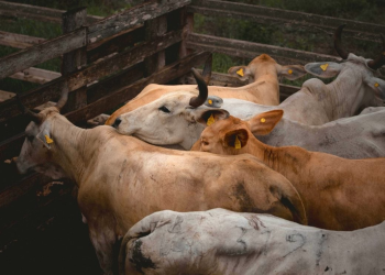 Extender operativo contra gusano barrenador: SADER intensifica acciones en el sur de México y eleva el dispositivo de emergencia en sanidad animal