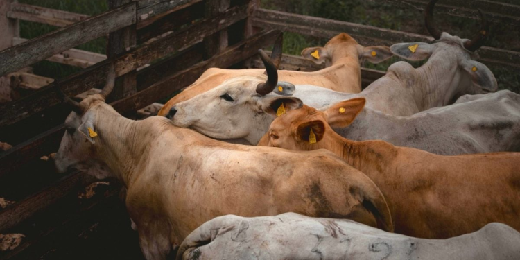 Extender operativo contra gusano barrenador: SADER intensifica acciones en el sur de México y eleva el dispositivo de emergencia en sanidad animal