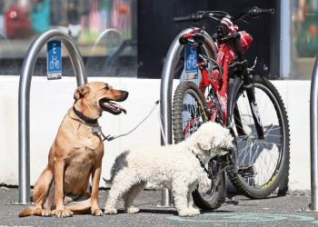 Iniciativa para adopción responsable: medidas del Partido Verde y retos de México ante el abandono animal