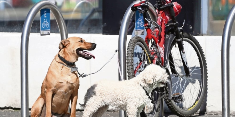 Iniciativa para adopción responsable: medidas del Partido Verde y retos de México ante el abandono animal