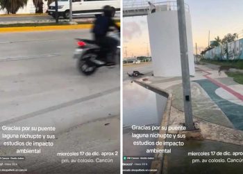 Venado es atropellado en la Colosio y causa indignación en redes