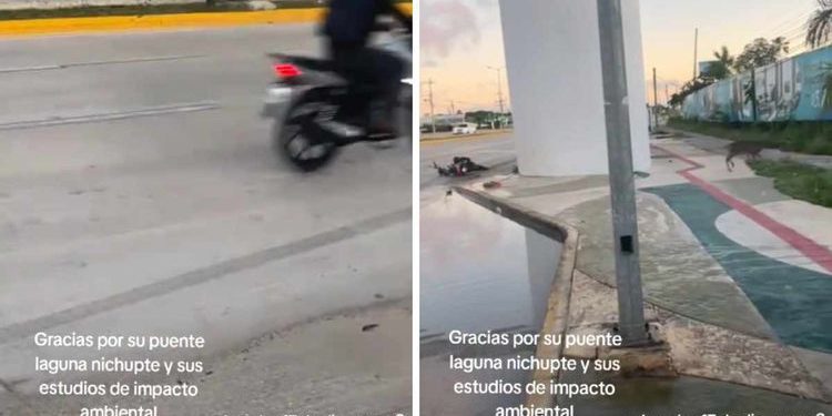 Venado es atropellado en la Colosio y causa indignación en redes