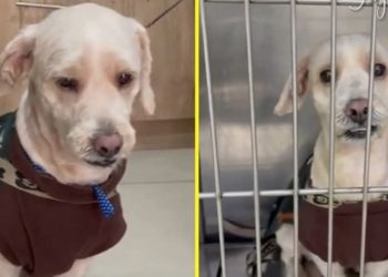 La TRISTE historia de Toby el perrito abandonado en una veterinaria en Perú