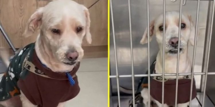 La TRISTE historia de Toby el perrito abandonado en una veterinaria en Perú
