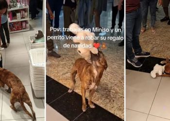 Perro “roba” peluche en centro comercial de Mérida y clientes se unen para comprárselo