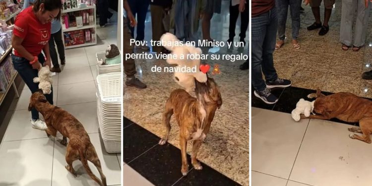 Perro “roba” peluche en centro comercial de Mérida y clientes se unen para comprárselo