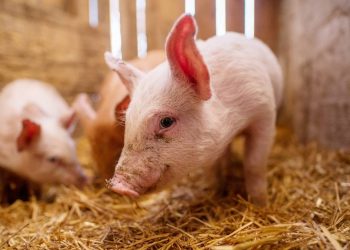 Peste porcina africana en España Mexico activa medidas urgentes para proteger su produccion