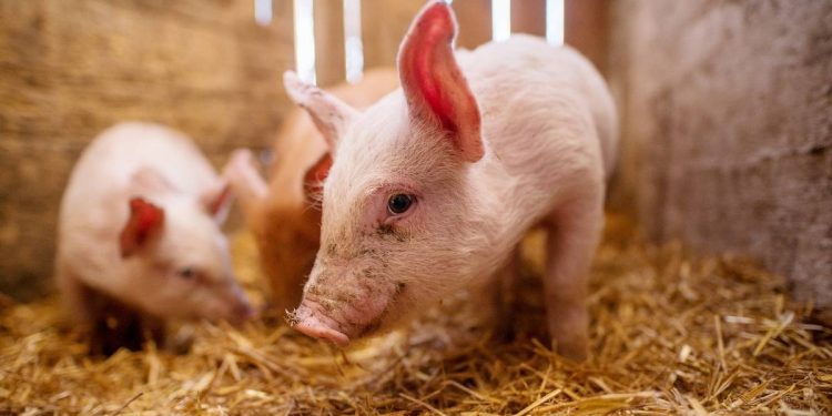 Peste porcina africana en España Mexico activa medidas urgentes para proteger su produccion