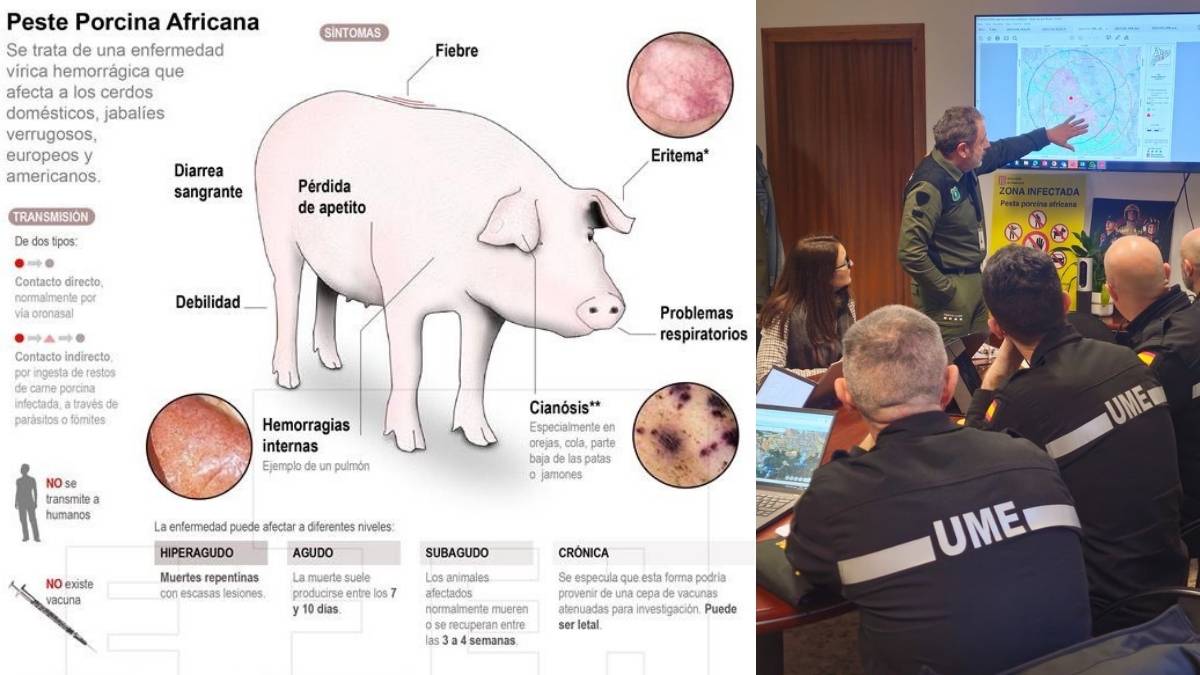 Por que es tan grave la peste porcina africana en España