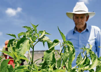 Exportadores de alimentos México logran récord 2025