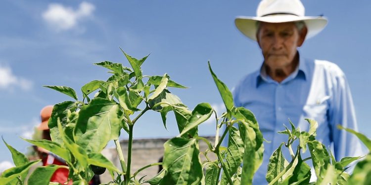 Exportadores de alimentos México logran récord 2025