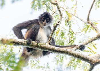 Animales Silvestres Navidad: Profepa Advierte Riesgos