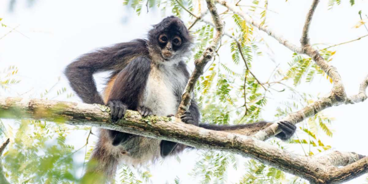 Animales Silvestres Navidad: Profepa Advierte Riesgos