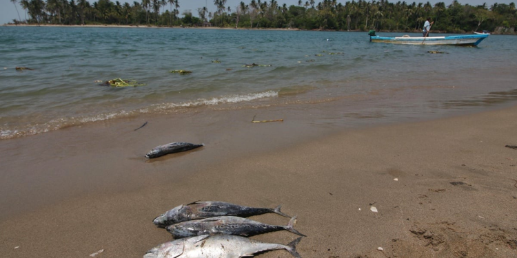 Daños Golfo de México Actividad Petrolera Persisten
