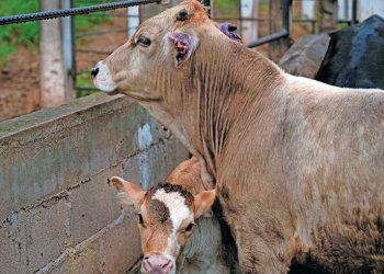 Gusano Barrenador: Bloqueo a Exportación Bovinos