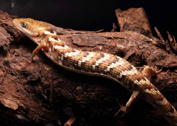 Gerrhonotus occidentalis: Nuevo Lagarto Mexicano