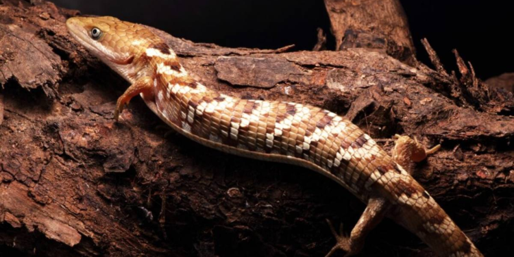 Gerrhonotus occidentalis: Nuevo Lagarto Mexicano