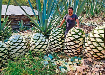 Trato fiscal a bebidas alcohólicas en México: cambios, retos y claves para 2025