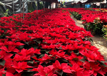 Nochebuena Xochimilco: tradición, producción y venta en la CDMX