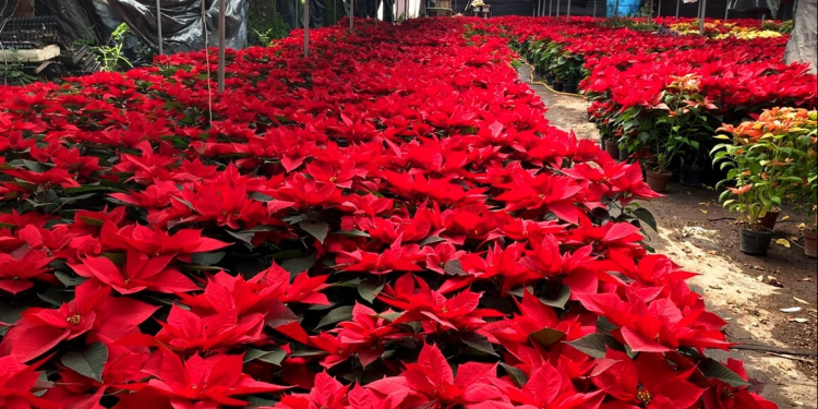 Nochebuena Xochimilco: tradición, producción y venta en la CDMX