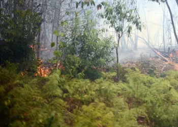 Advierten impacto ambiental por crisis forestal en Quintana Roo