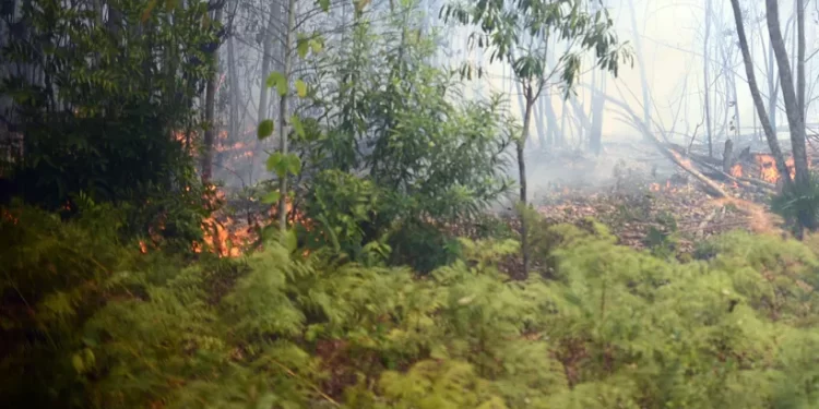 Advierten impacto ambiental por crisis forestal en Quintana Roo