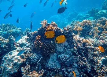 Restauran y resguardan más de 800 colonias de corales en Cozumel
