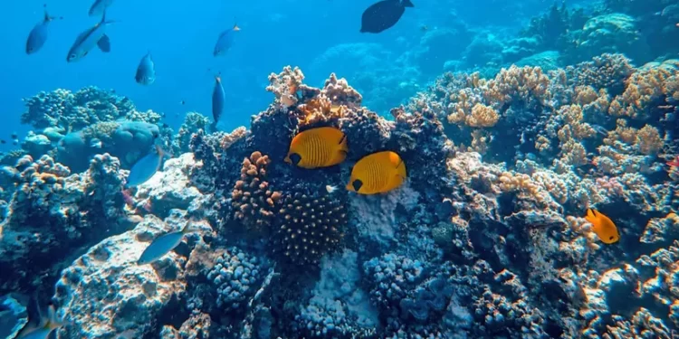 Restauran y resguardan más de 800 colonias de corales en Cozumel
