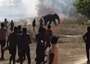 Elefante mata a 20 personas y deja heridos a 15 en la India