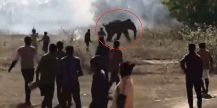 Elefante mata a 20 personas y deja heridos a 15 en la India