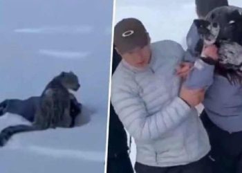 Esquiadora es atacada brutalmente por un leopardo en China