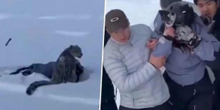 Esquiadora es atacada brutalmente por un leopardo en China
