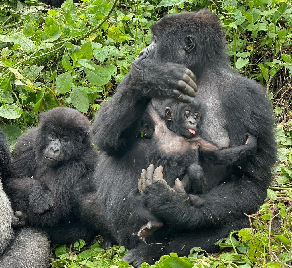 Nacen 2 gorilas de montaña gemelos en el Parque Nacional de Virunga