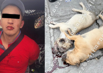 Hombre asesina a su vecino por matarle a sus perros en la Alcaldía Magdalena Contreras