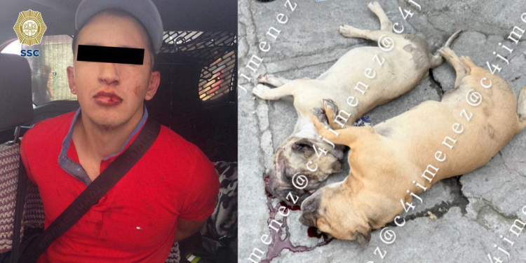 Hombre asesina a su vecino por matarle a sus perros en la Alcaldía Magdalena Contreras