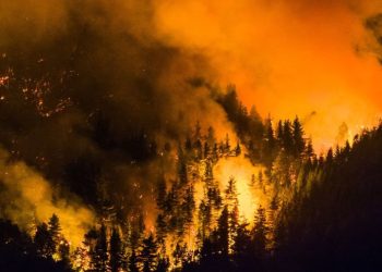 Incendios forestales arrasan más de 15 mil hectáreas en la Patagonia argentina