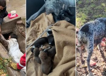 Joven se mete a un drenaje lleno de lodo para rescatar a una perrita y sus 7 cachorros