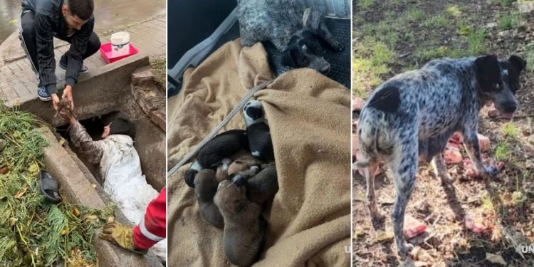 Joven se mete a un drenaje lleno de lodo para rescatar a una perrita y sus 7 cachorros