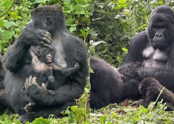 Nacen 2 gorilas de montaña gemelos en el Parque Nacional de Virunga