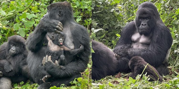 Nacen 2 gorilas de montaña gemelos en el Parque Nacional de Virunga